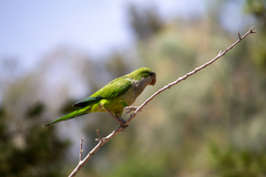 Myiopsitta monachus