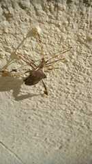 Leptoglossus concaviusculus