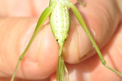 Scudderia curvicauda