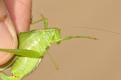 Scudderia curvicauda