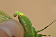 Scudderia curvicauda