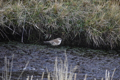 Cinclodes albiventris