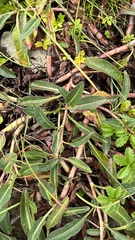 Rumex crassus