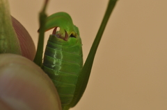 Scudderia curvicauda