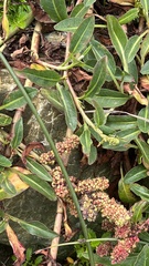 Rumex crassus