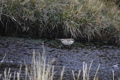 Cinclodes albiventris