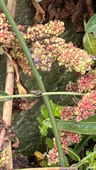 Rumex crassus