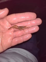 Macrobrachium borellii