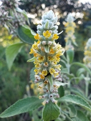 Buddleja stachyoides