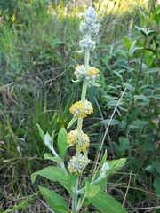 Buddleja stachyoides