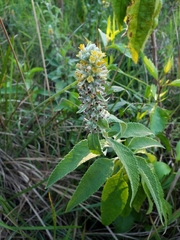 Buddleja stachyoides