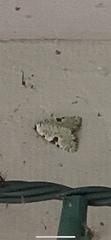 Leuconycta diphteroides
