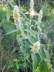 Buddleja stachyoides