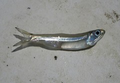 Anchoa hepsetus