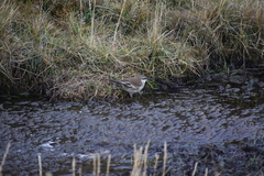 Cinclodes albiventris