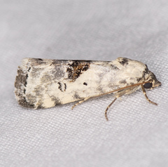 Ponometia tripartita