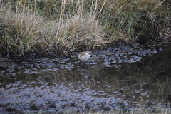 Cinclodes albiventris