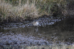 Cinclodes albiventris