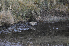 Cinclodes albiventris