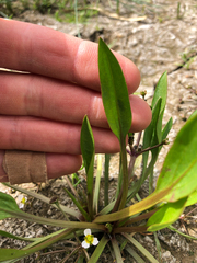 Alisma gramineum