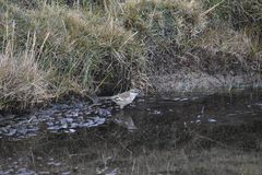 Cinclodes albiventris