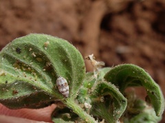 Deraeocoris punctulatus