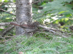 Melospiza melodia image