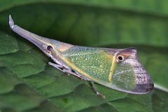 Odontoptera carrenoi image