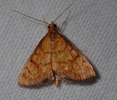 Ecpyrrhorrhoe rubiginalis