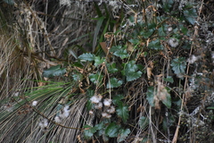Senecio rhizomatus