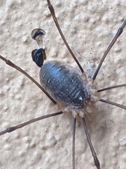 Opilio canestrinii