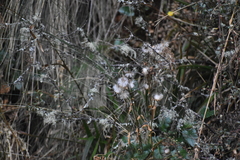 Senecio rhizomatus