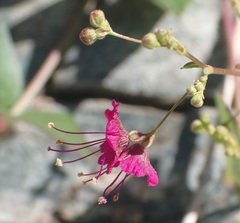 Boerhavia gracillima