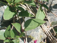 Boerhavia gracillima
