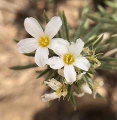 Leptosiphon nuttallii pubescens