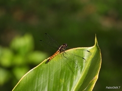 Cannaphila