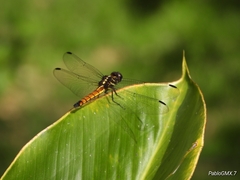 Cannaphila