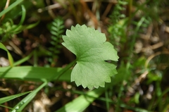 Ranunculus fallax