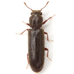 Lyctus carbonarius