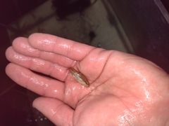 Characidium rachovii