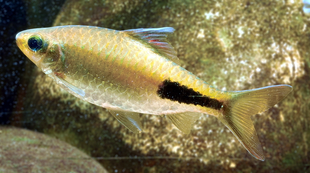 Barbe de Rohan (Dawkinsia rohani)