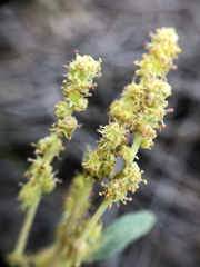 Atriplex gardneri
