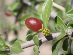 Condalia correllii
