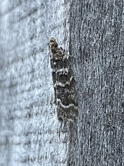 Ortholepis pasadamia