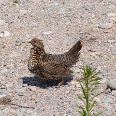 Canachites canadensis canace