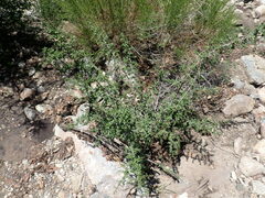 Condalia correllii