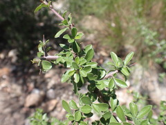 Condalia correllii