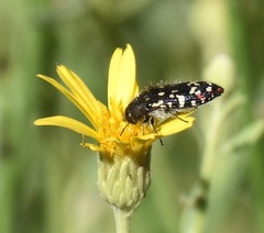 Acmaeodera rubronotata