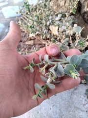 Cistanthe densiflora