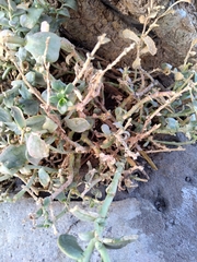 Cistanthe densiflora